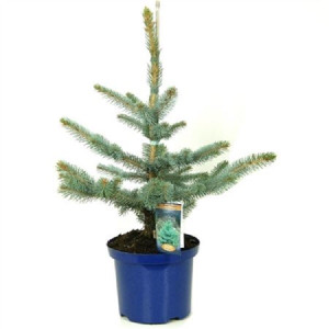 Ель колючая Фат Альберт (голубая ель) 